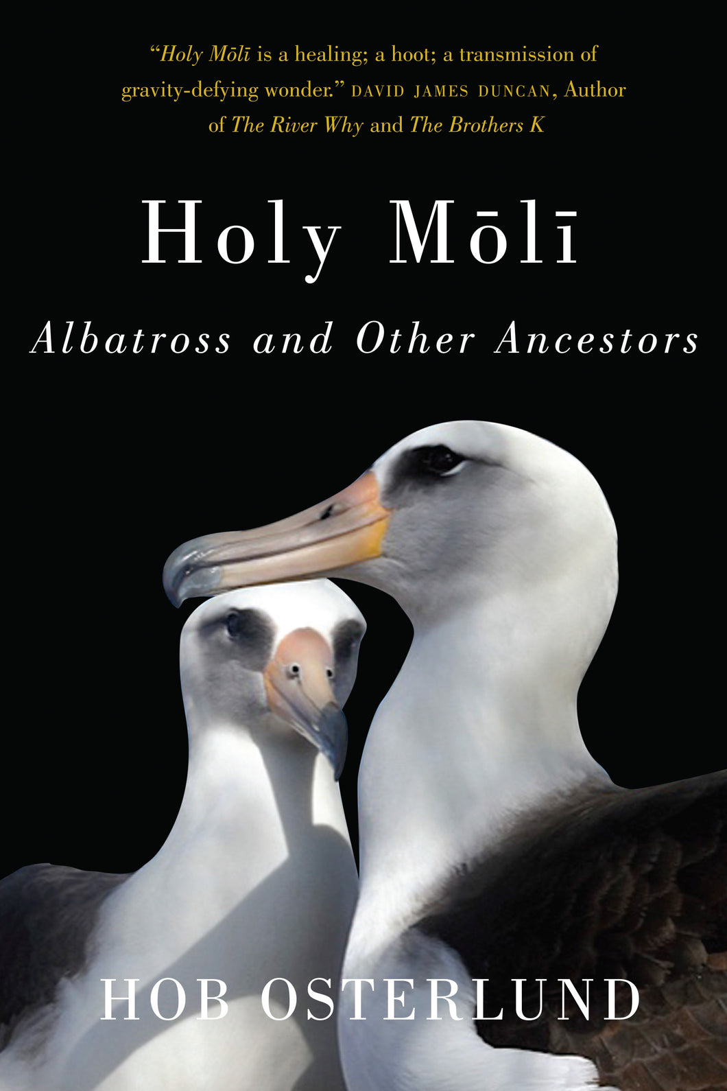 Holy Moli book cover